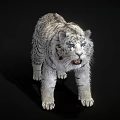 Realistic White Tiger With Striped Fur Standing In Black Background And Detailed Paws