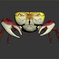 Vibrant Colored Crab With Yellow Body And Red White Claws Detailed Appearance On Dark Background