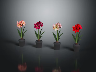Four Potted Flowers of Different Colors in Black Pots with Gray Background and Reflections 3d model