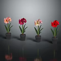 Four Potted Flowers of Different Colors in Black Pots with Gray Background and Reflections