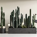 Modern Indoor Cactus Bonsai Potted Plants With Black Containers White Decorative Balls And Small Sign