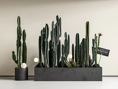 Modern Indoor Cactus Bonsai Potted Plants With Black Containers White Decorative Balls And Small Sign 3d model