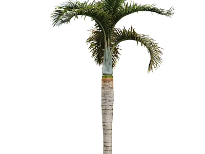 Tall Palm Tree with Textured Trunk and Green Feathery Fronds on Top 3d model