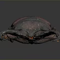 Reddish Purple Stag Beetle With Large Shiny Pincers On Dark Background