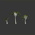 Three Banana Plants With Different Sizes Green Leaves And Brown Trunks