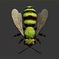 Green and yellow striped bee with transparent wings on black background and reflective surface