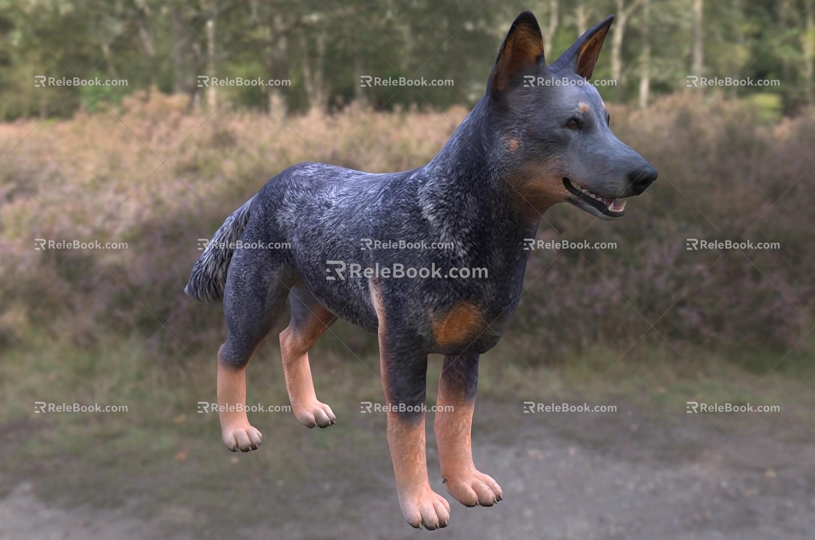 Modern Australian Cattle Dog Animal Creatures 3d model