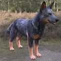 Modern Australian Cattle Dog Animal Creatures 3d model