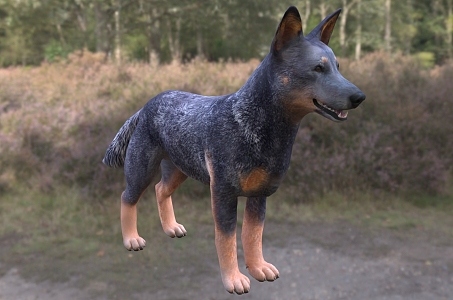 Modern Australian Cattle Dog Animal Creatures 3d model