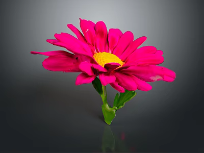 Vibrant Pink Flower with Yellow Center and Green Stem and Leaves on Gray Background 3d model