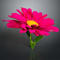 Vibrant Pink Flower with Yellow Center and Green Stem and Leaves on Gray Background