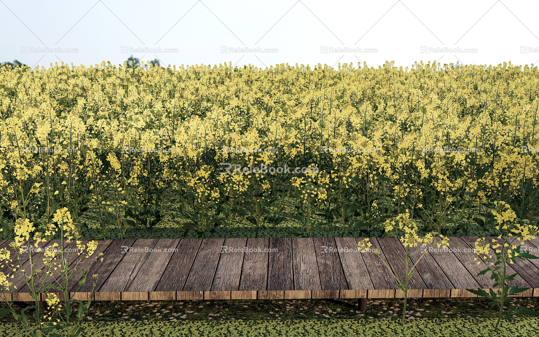 Modern Rape Flower Sea Rape Flower Field model