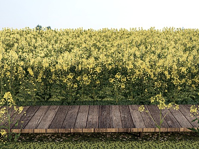 Modern Rape Flower Sea Rape Flower Field model