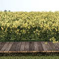 Vibrant Yellow Flower Field With Wooden Plank Path in Serene Natural Landscape