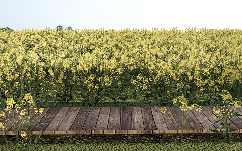 Modern Rape Flower Sea Rape Flower Field 3d model