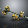 Plant Branch Featuring Round Yellow and Brown Fruits on Dark Background with Reflection