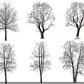 Snow Covered Arbor Trees Display Various Natural Forms And Diverse Branch Shapes