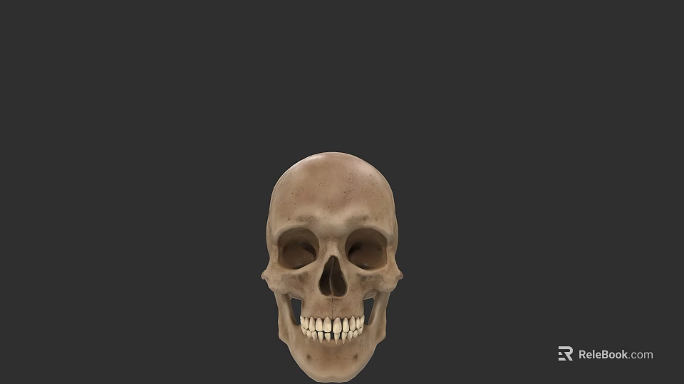 Anatomical Human Skull With Detailed Teeth And Front Facial View 3d model 