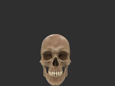 Anatomical Human Skull With Detailed Teeth And Front Facial View 3d model