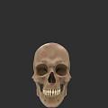 Anatomical Human Skull With Detailed Teeth And Front Facial View