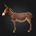 Brown Donkey Standing Against Dark Background With White Hooves And Nose 3d model