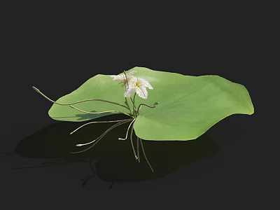 Large Green Leaf With Small White Flower On Black Background And Long Stems 3d model