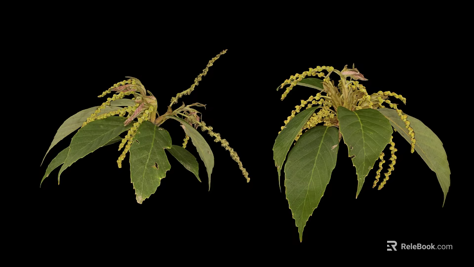 Green Plant with Lush Green Leaves Yellow Spikes and Branching Structure on Black Background 3d model 