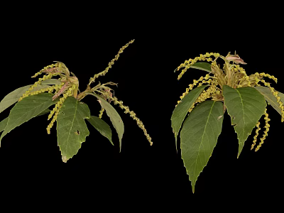 Green Plant with Lush Green Leaves Yellow Spikes and Branching Structure on Black Background 3d model