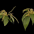 Green Plant with Lush Green Leaves Yellow Spikes and Branching Structure on Black Background