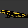 Fire Salamander with Black and Yellow Spots on Reflective Surface Against Gray Background 3d model