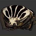 Unique Striped Beetle With Red White And Brown Pattern Isolated On Dark Background