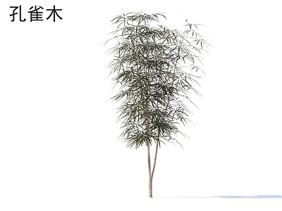Elegant Peacock Tree Arbor With Slender Trunk And Lush Green Foliage 3d model