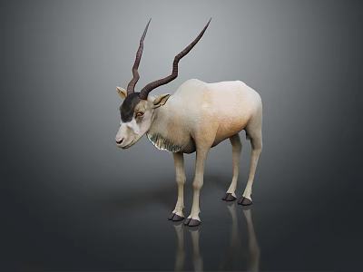 White and Light Brown Antelope with Long Curved Horns Standing Against Gray Background with Reflection 3d model