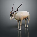 White and Light Brown Antelope with Long Curved Horns Standing Against Gray Background with Reflection