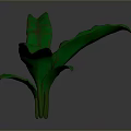 Green Leafy Plant With Large Wavy Leaves And Prominent Veins For Indoor Decor