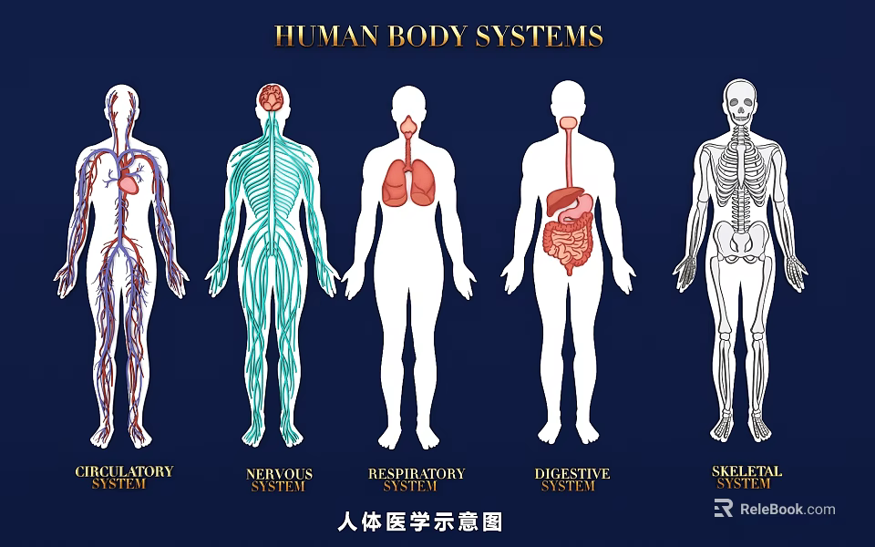 Limb Organs In Human Body Systems Medical Illustration Showing Different Structures 3d model