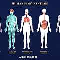 Limb Organs In Human Body Systems Medical Illustration Showing Different Structures 3d model