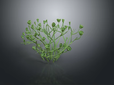 Green Plant with Slender Stems and Small Round Buds Clustered in Dark Background with Reflection 3d model