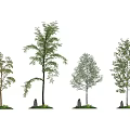 Varied Arbor Trees Displaying Different Trunks Foliage Grass and Stones 3d model