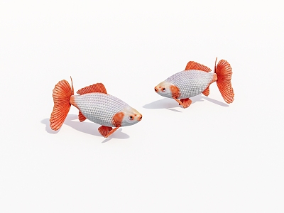 Aquatic animal goldfish 3d model