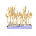 Bonsai Potted Wheat Plant with Golden Ears Slender Stems and White Pebbles Base
