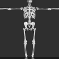 3D Skeleton Character With Arms Outstretched For Game And Movie Scenes On Black Background