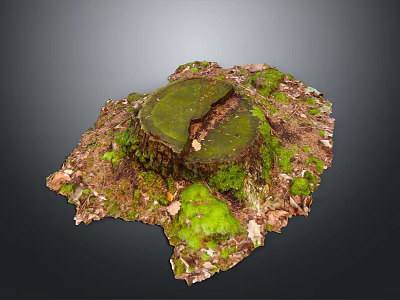 Natural Wooden Stump With Green Moss And Fallen Leaves In Forest Ground 3d model