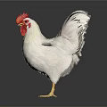 White Rooster With Red Comb And Wattles Standing On White Background