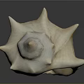 Conch Shell Marine Animal With Spiral Shape Spiked Edges Cream Orange Color Shiny Surface