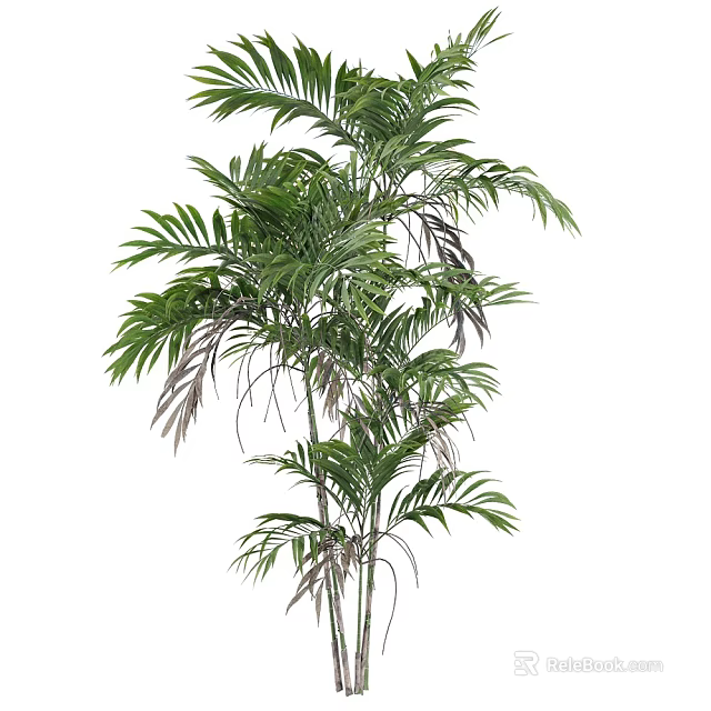 Bamboo Plant With Tall Green Leaves And Lush Foliage For Indoor Decoration Spaces 3d model 