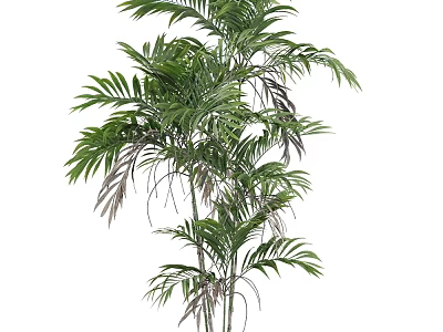 Bamboo Plant With Tall Green Leaves And Lush Foliage For Indoor Decoration Spaces 3d model