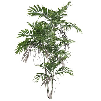 plant green plant bamboo 3d model