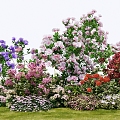 Modern shrubs flowers flowers flower glasses flower bed garden landscape plant combination 3d model