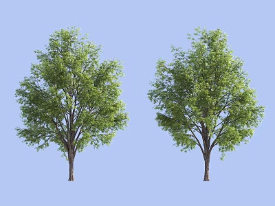 Tree Tree Landscape Tree 3d model Tree Tree Landscape Tree 3d model
